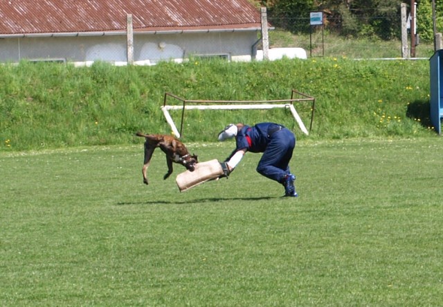 www.atibox.net * www.euroboxer.eu * www.boxergenealogia.eu